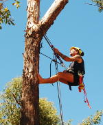 me, up a tree, with ropes and harness